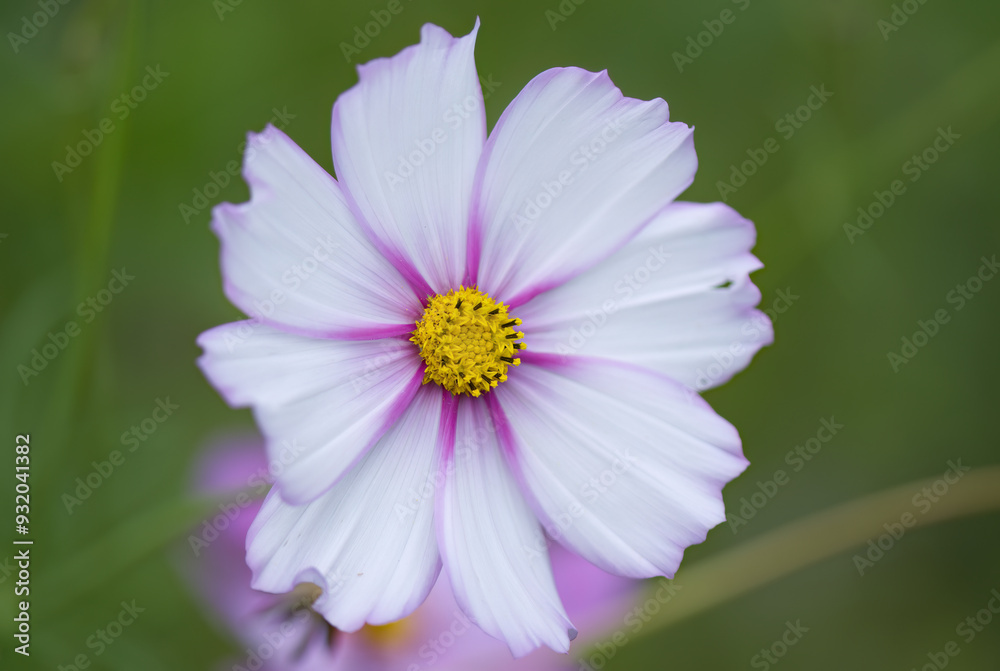 beautiful cosmee flower from close up, close-up cosmos flower with pollen pistil, white petals, white flower beautiful cosmee flower from close up, close-up cosmos flower with pollen pistil, white petals, white flower