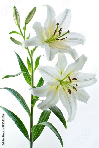 Easter lilies displayed against a white backdrop, emphasizing their delicate beauty and seasonal