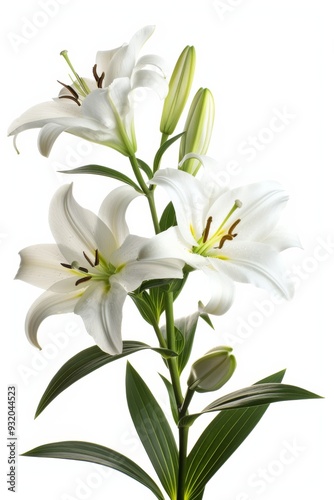 Easter lilies displayed against a white backdrop, emphasizing their delicate beauty and seasonal