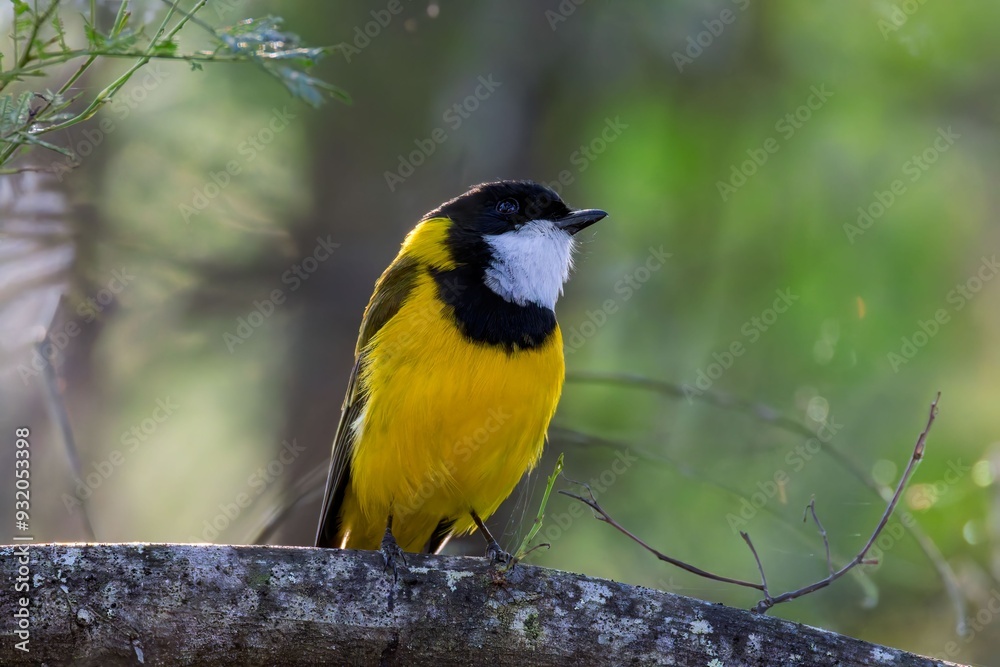 Male Australian golden whistler perched on a tree branch Male Australian golden whistler perched on a tree branch