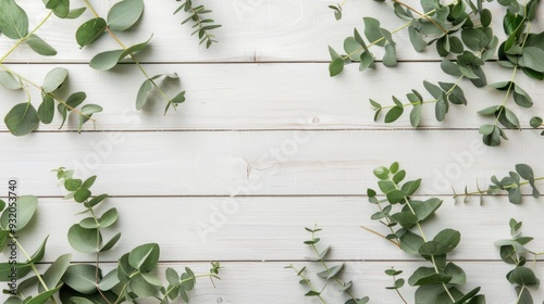 Eucalyptus Leaves on White Wooden Background