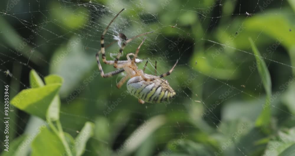 Wasp spider is wrapping a prey with silk on its web Stock Video | Adobe ...