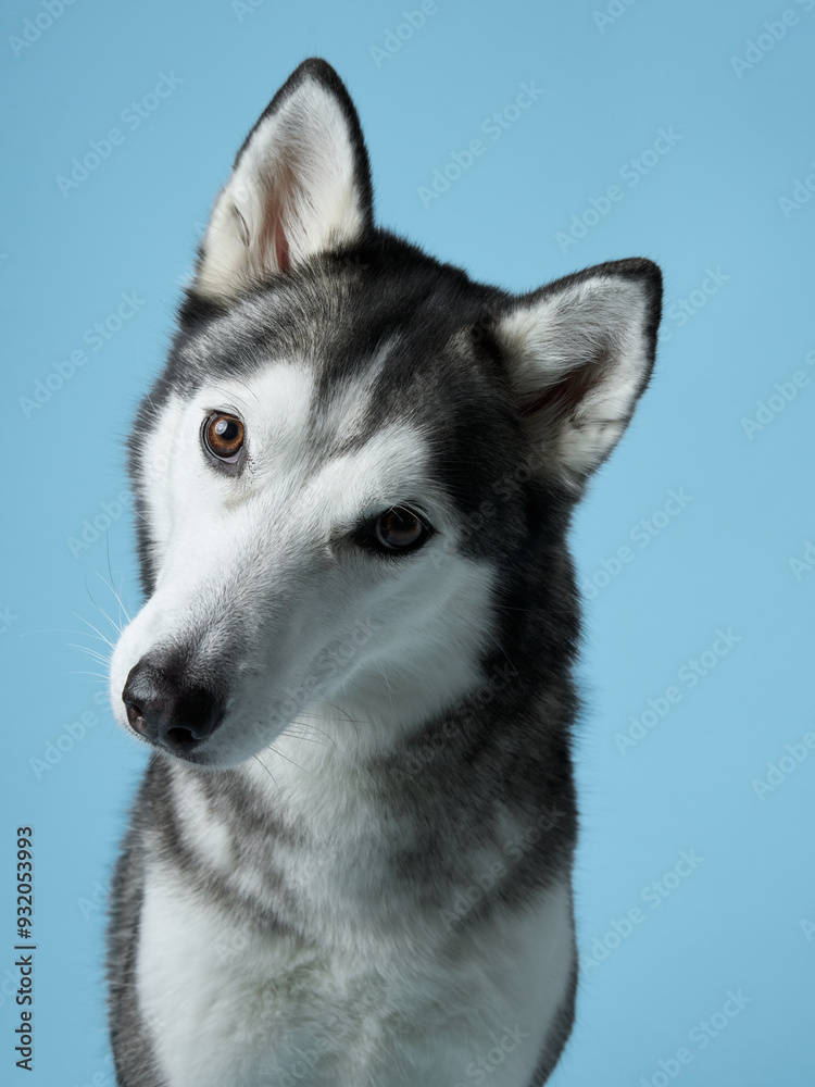 Attentive Siberian Husky portrayed in a serene studio, sky-blue background complements its grey and white fur. This dignified pose highlights the Husky's keen gaze and symmetrical facial markings Attentive Siberian Husky portrayed in a serene studio, sky-blue background complements its grey and white fur. This dignified pose highlights the Husky's keen gaze and symmetrical facial markings