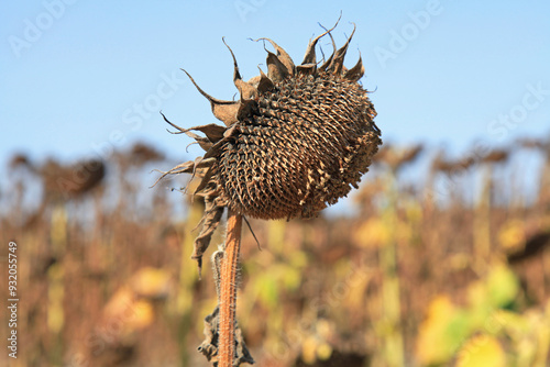 Single sunflower head with seeds in autumn farm field. Ripe and dry sunflower. Technical, agricultural, oilseed crop. Harvest and fodder for livestock. Droughty fall and sunflower with head down photo