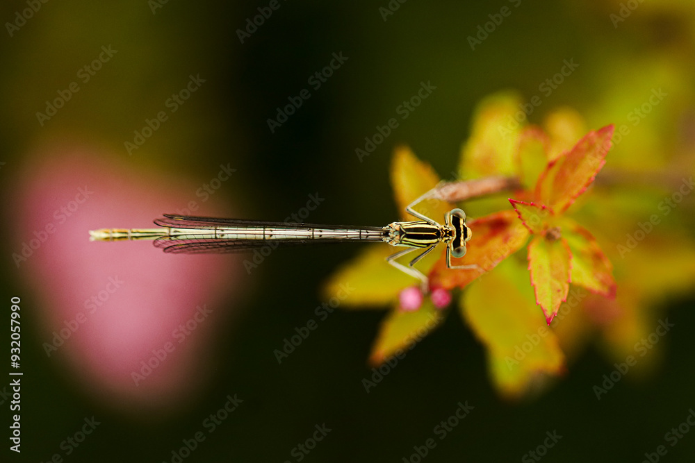 Dragonfly on a flower. Macro photography.