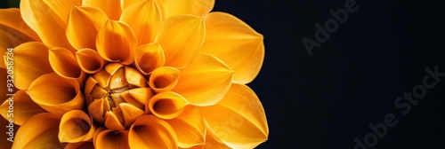 Close-Up of a Vibrant Orange Dahlia Flower with Black Background - A macro shot of a beautiful orange dahlia flower with its petals curled inward, creating a sense of depth and delicacy. The contrasti photo