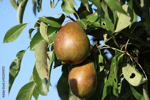 Sweden. Pyrus pashia, the wild Himalayan pear, is a small to medium size deciduous tree of the small and oval shaped crown with ovate, finely toothed leaves, attractive white flowers with red anthers  photo