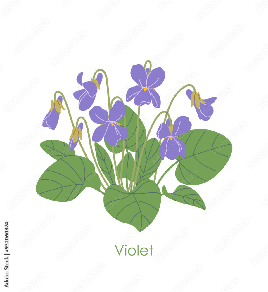 Simple Flowering Violet Isolated on White Simple Flowering Violet Isolated on White