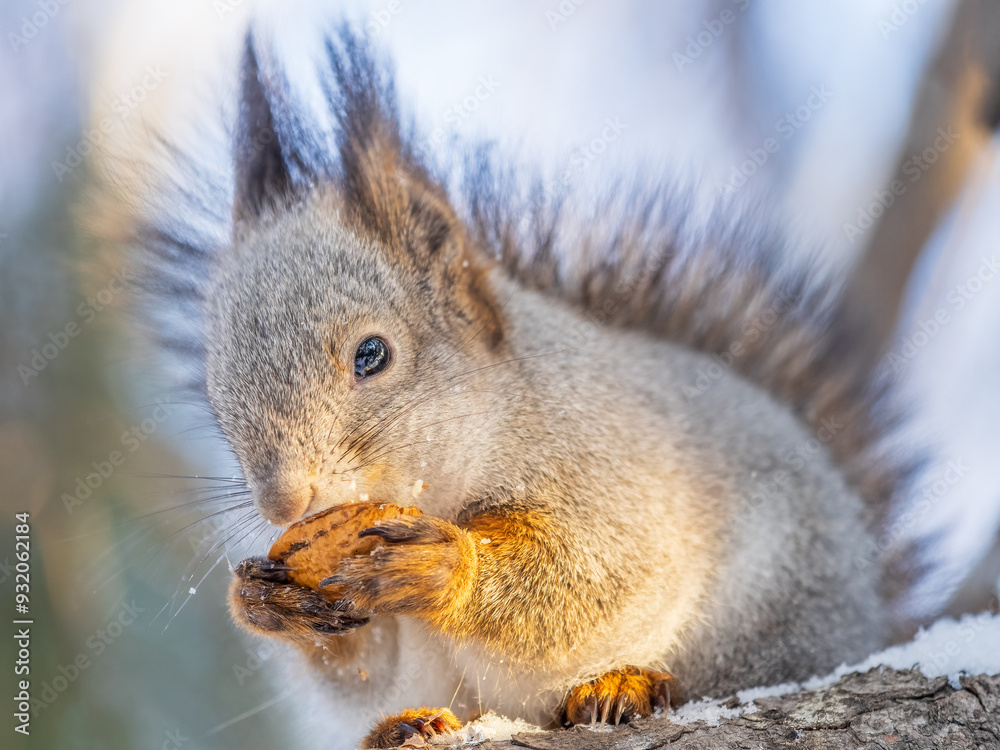 The squirrel with nut sits on tree in the winter or late autumn The squirrel with nut sits on tree in the winter or late autumn