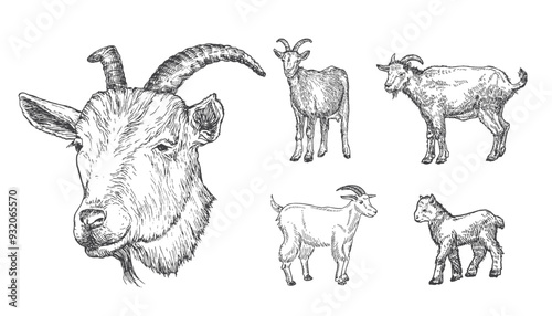 Goats and Goatling Domestic Animals Drawing Hand Drawn Engraving Style Cattle Silhouettes and Head. Retro Vector illustrations Set Isolated