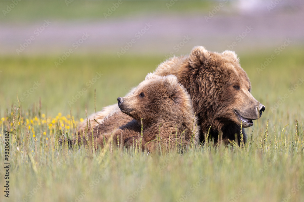 Fototapeta premium brown bear cub and mum