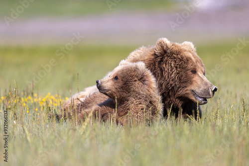 brown bear cub and mum