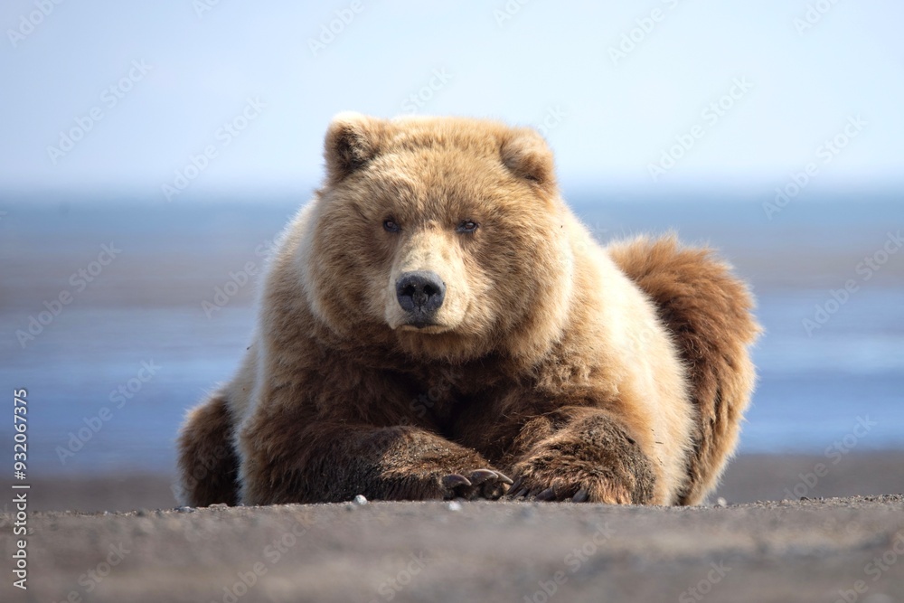 brown bear cub brown bear cub