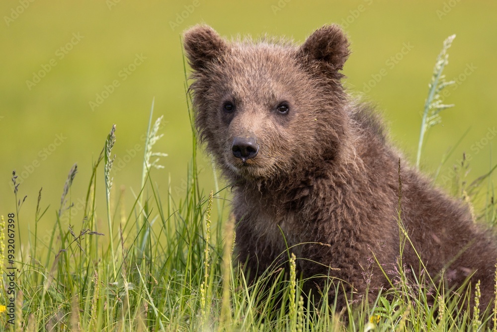 Obraz premium brown bear cub in the grass