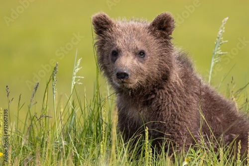 brown bear cub in the grass