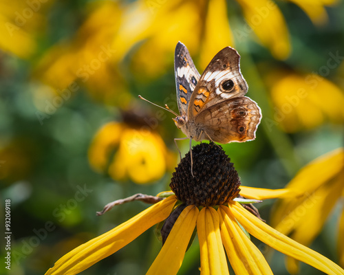 Close up of Common Buckeye Buttefly of Coneflower