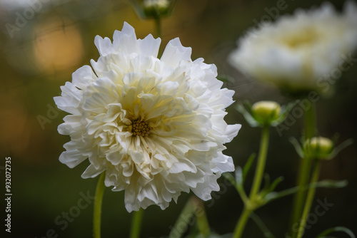 White Cosmos 'Double Click Snow Puff' flower