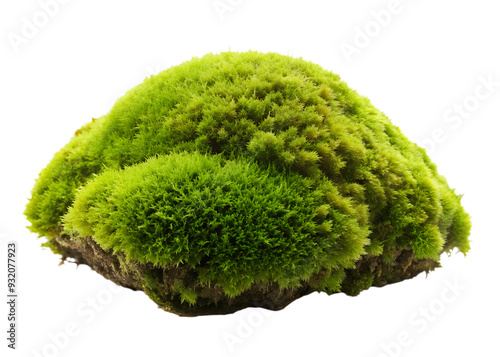 Green Moss Hummock Cluster Isolated on White Transparent Background, PNG Element