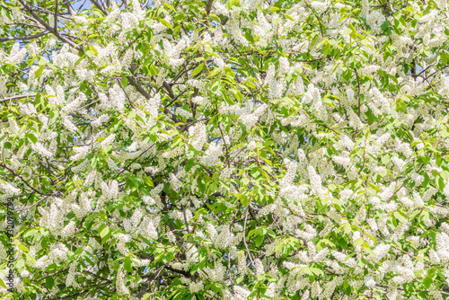 White flowers blooming bird cherry. Close-up of a Flowering Prunus padus Tree with White Little Blossoms