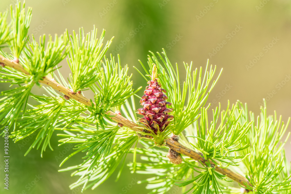 Larch tree fresh pink cones blossom at spring on nature background Larch tree fresh pink cones blossom at spring on nature background