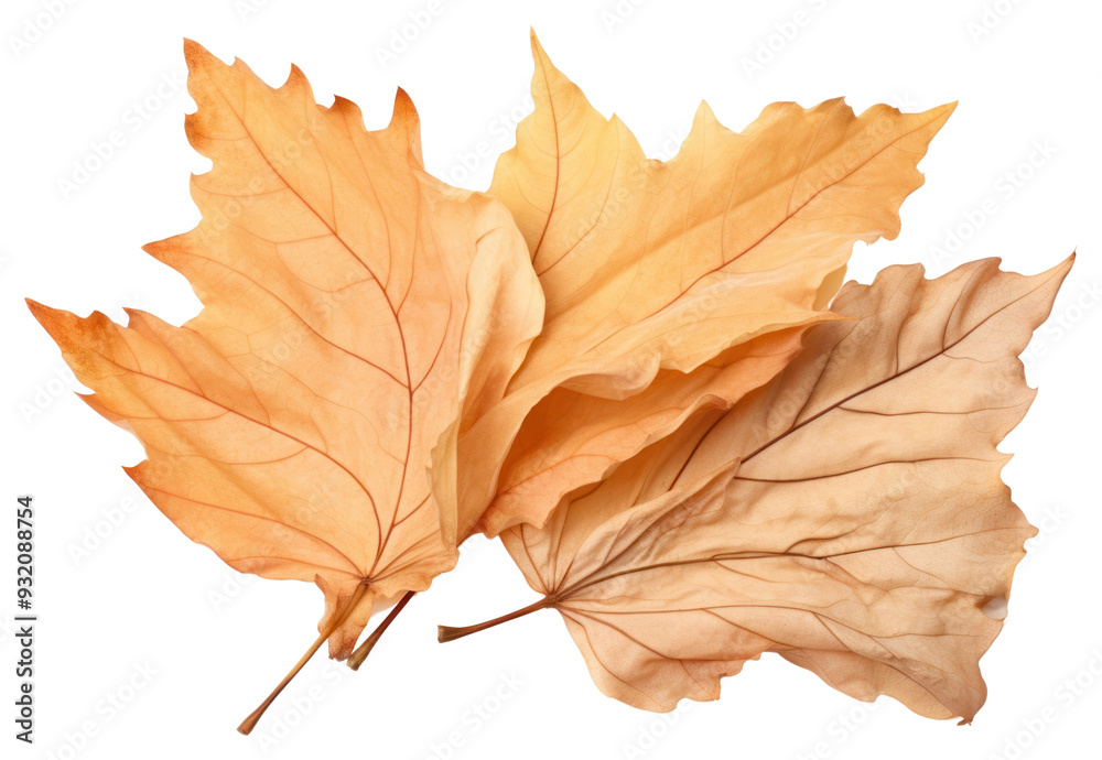 PNG Leaves autumn maple plant. PNG Leaves autumn maple plant.