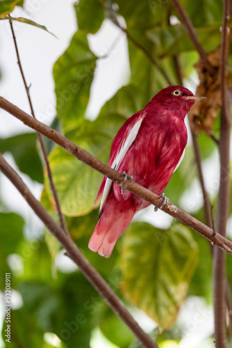 Pompadour cotinga perched on a branch photo