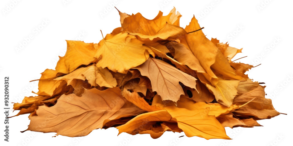 Obraz na plátně PNG Autumn leaves plant leaf.