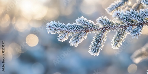 Spruce branch covered with frost on a light blurred background