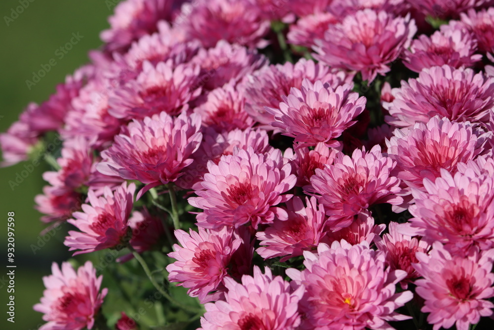 Sweden. Chrysanthemum × morifolium (also known in the US as florist's daisy and hardy garden mum, is a hybrid species of perennial plant in the genus Chrysanthemum of the Asteraceae family. Sweden. Chrysanthemum × morifolium (also known in the US as florist's daisy and hardy garden mum, is a hybrid species of perennial plant in the genus Chrysanthemum of the Asteraceae family.