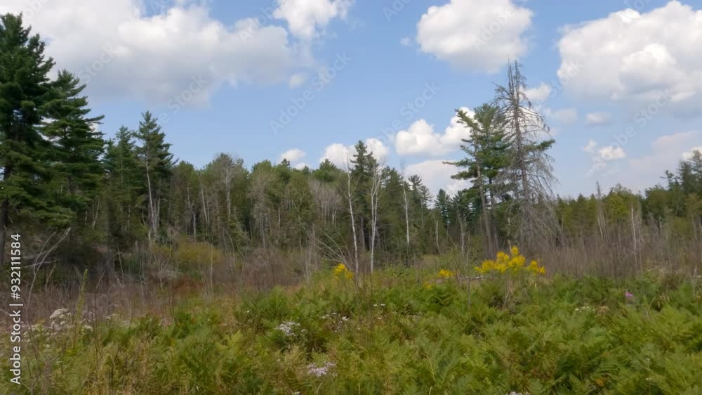 Partially cut red pine forest and meadows in Temagami, Ontario, Canada