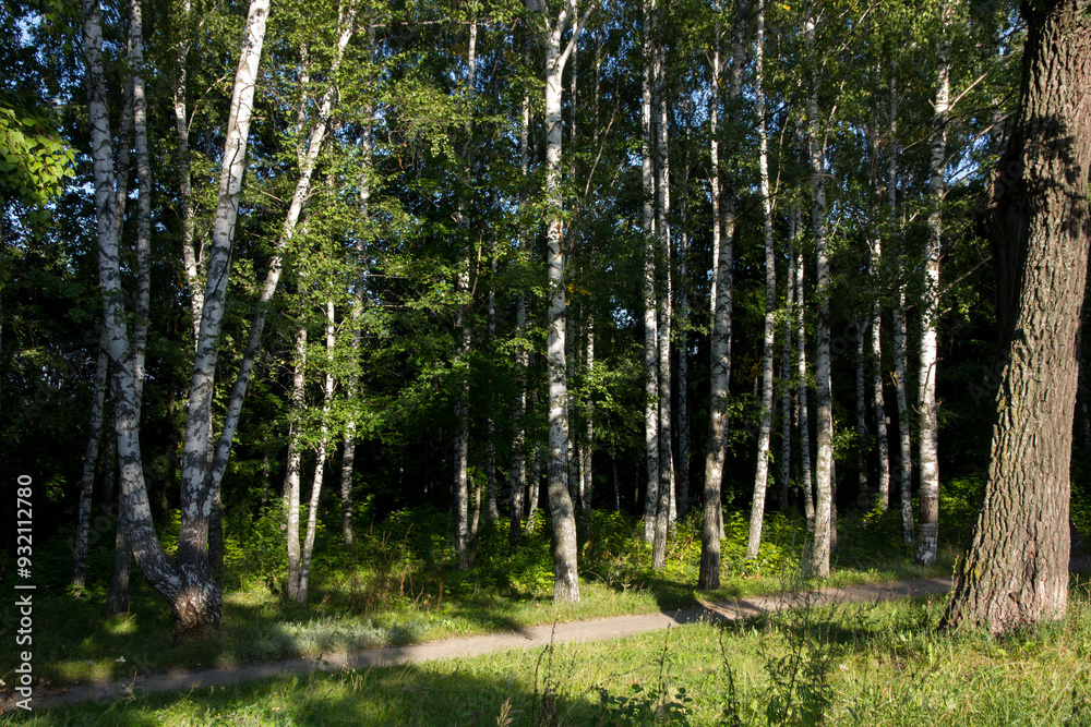 trees in the forest trees in the forest