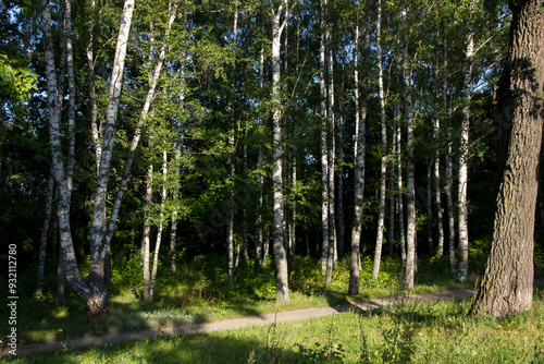 Wallpaper Mural trees in the forest Torontodigital.ca