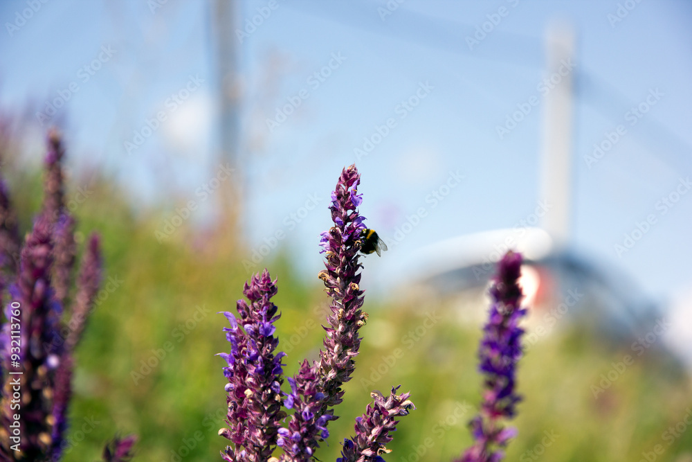 Fototapeta premium Bumblebee and salvia