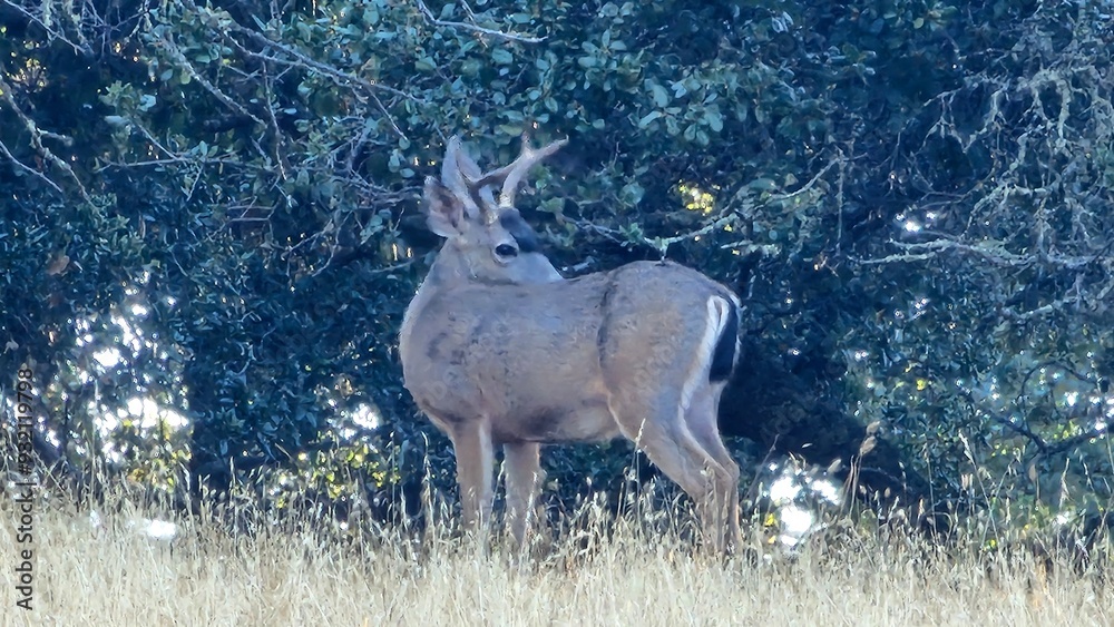 Fototapeta premium deer in the woods