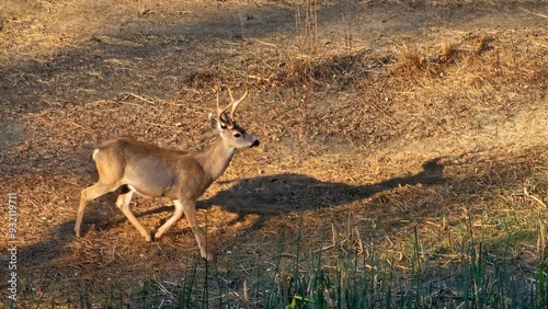 Plakat deer in the wild