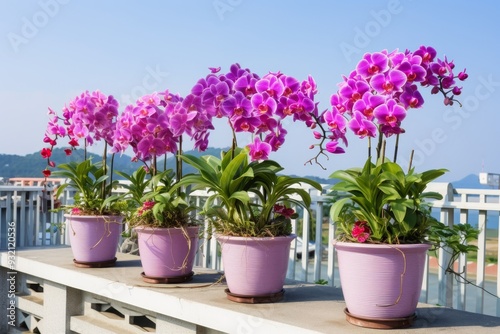 Vibrant Pink Orchids in Pots - Blooming Beauty