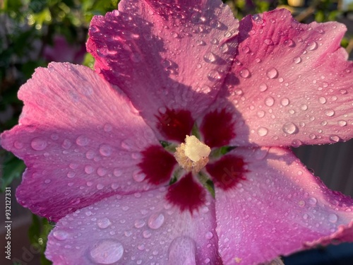 close up of a flower photo