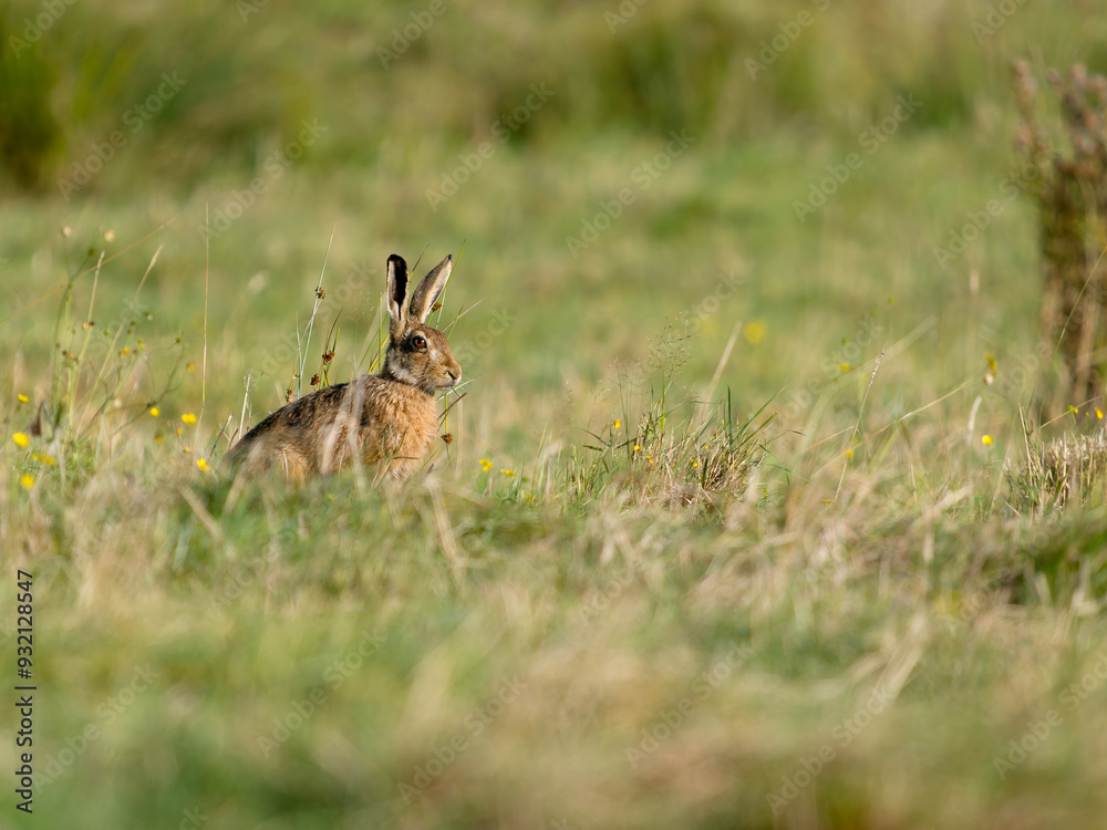 Brown hare or European hare, Lepus europaeus Brown hare or European hare, Lepus europaeus
