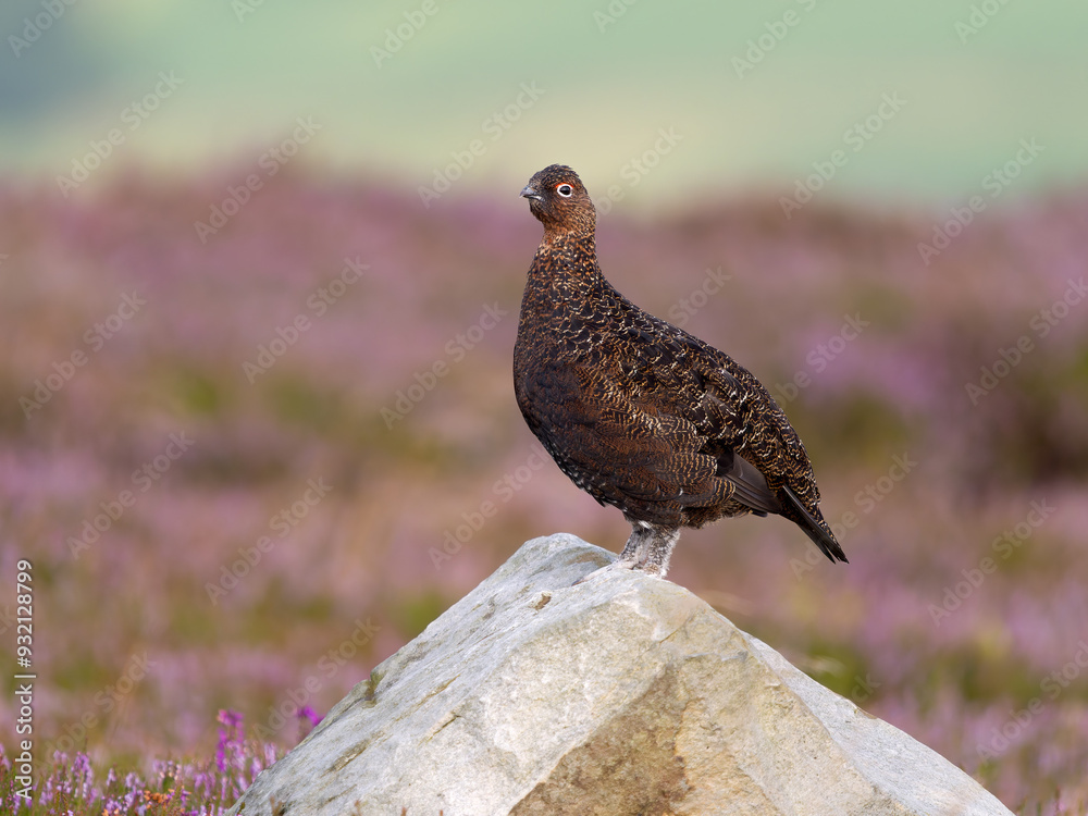 Obraz premium Red grouse, Lagopus lagopus scotica
