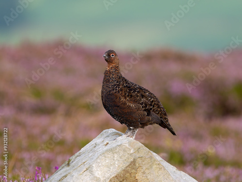 Red grouse, Lagopus lagopus scotica photo