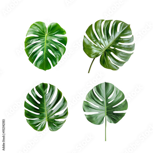 set of green leaves