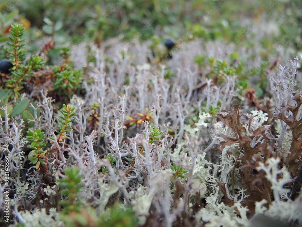 Cladonia rangiferina Cladonia rangiferina