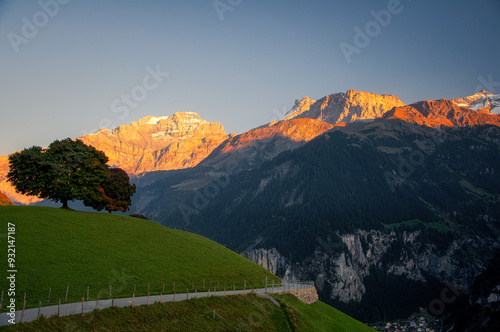 Lone tree by a Road through the Swiss Alps in Early morning sunlight, Urigen, Uri, Switzerland photo