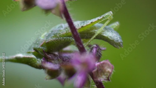 Green grasshopper with a mystical atmosphere