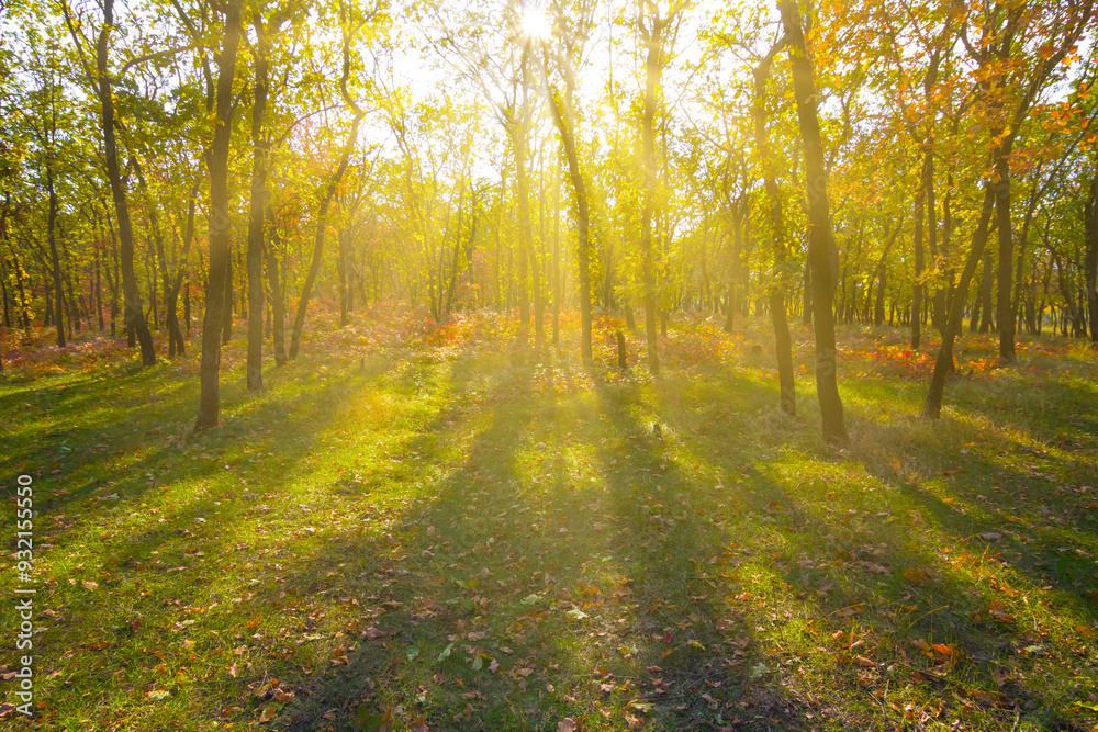 Fototapeta premium autumn forest glade in light of low sun, peacefull seasonal outdoor forest scene