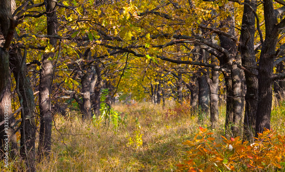 Fototapeta premium red dry autumn forest glade