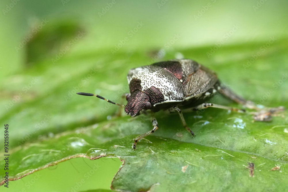 Detailed closeup on the small greyish-bronz European Woundwort Shieldbug, Stagonomus venustissimus on a green leaf