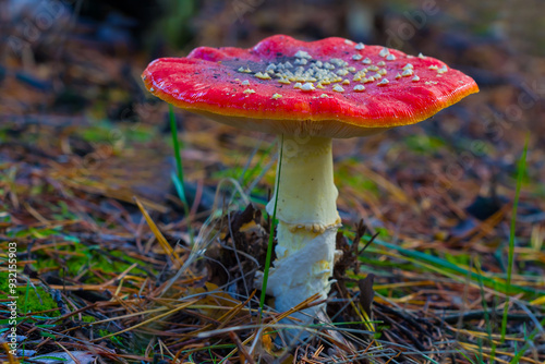 closeup red flyagaric mushroom in autumn forest photo