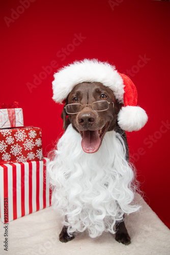 Portrait of a chocolate labrador retriever dressed as santa claus sitting next to a stack of wrapped Christmas gifts photo