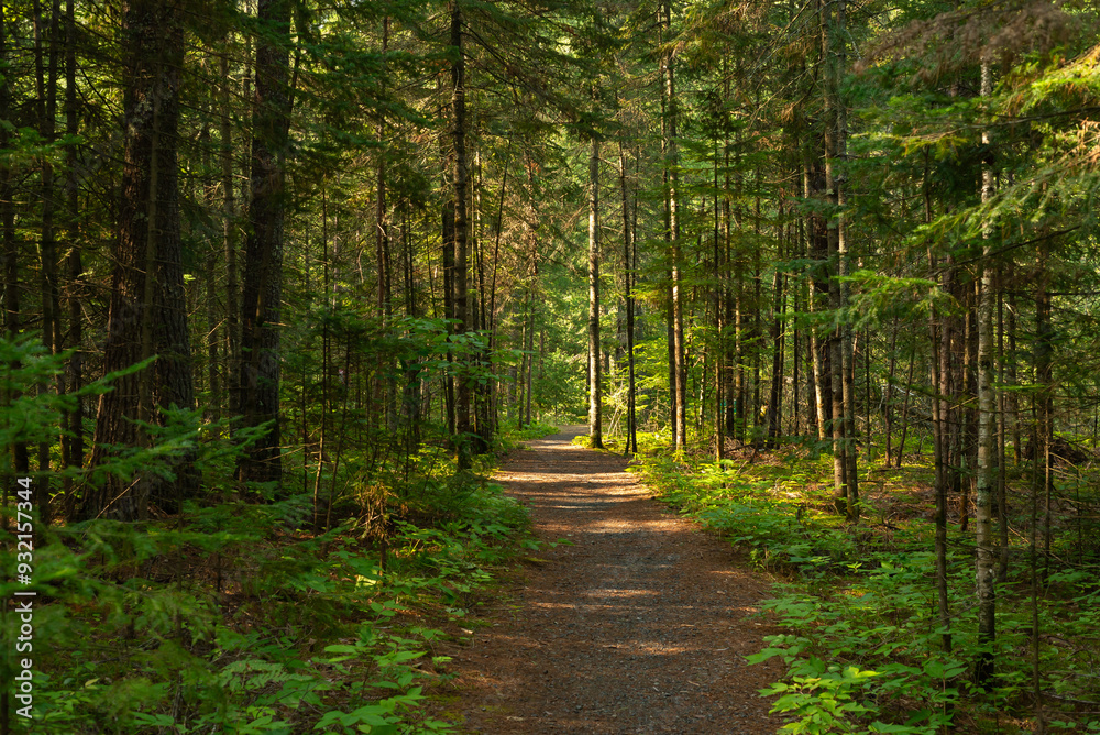 Fototapeta premium Hiking Trail.